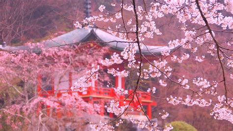 Imagen de los cerezos en flor (Sakura)