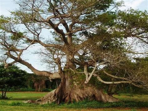 Representación de un bosque antiguo con un árbol sagrado y figuras femeninas