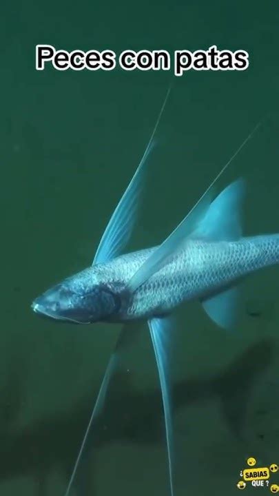 Peces con patas invadiendo una ciudad