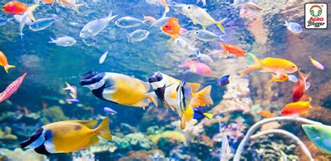 Una imagen surrealista de la invasión de peces con patas en Tokio
