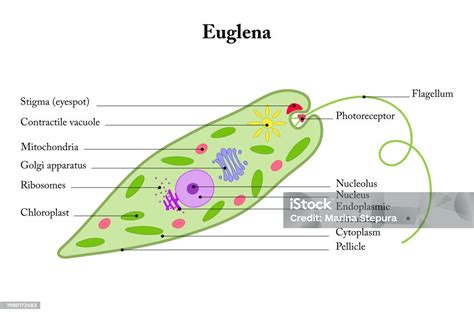 Ilustración de Euglena