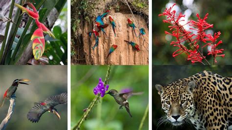 Paisaje de la Isla Momoiro con animales y plantas rosas
