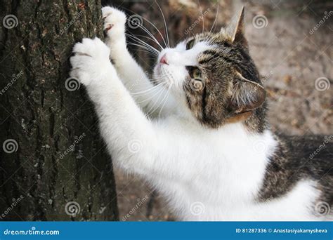 Reiner afilando sus garras