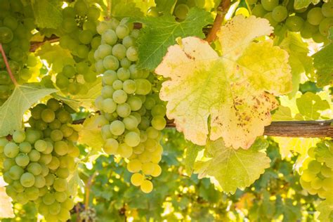 Ilustración de la vid Chardonnay y sus hojas