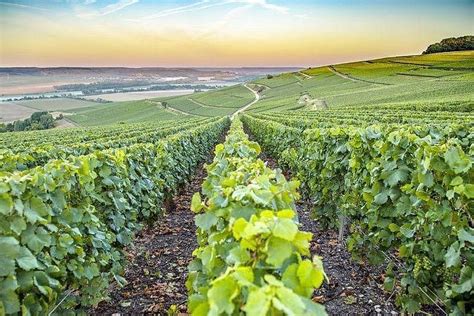 Viñedos de Champaña, Francia, con vides de Chardonnay