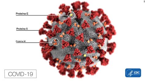 Diagrama que muestra cómo se propaga el coronavirus y afecta a los pulmones.