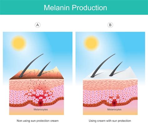 Diagrama de la producción de melanina en la piel