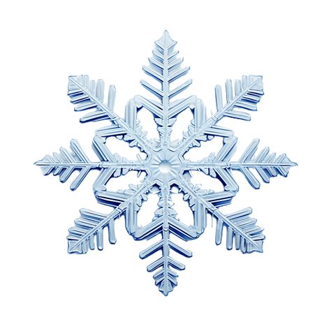 Ilustración detallada de una morena copo de nieve