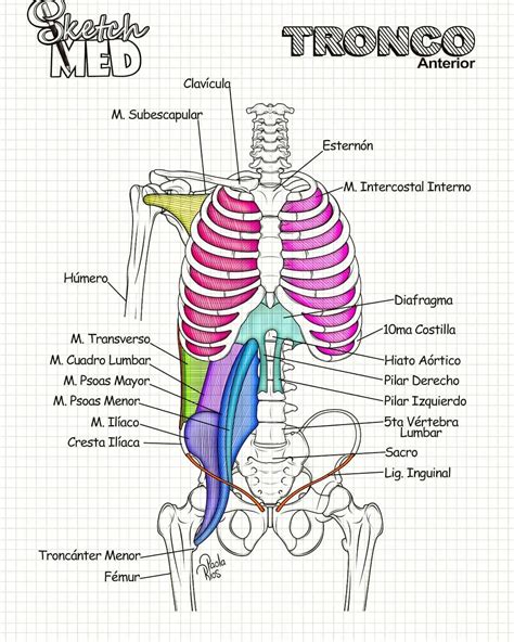 Anatomía del cuerpo humano con énfasis en el tronco y las extremidades