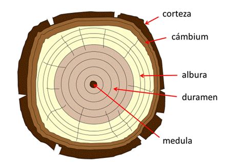 Diagrama de un tronco de árbol con sus ramas