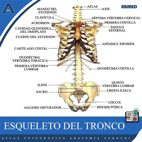 Infografía comparando el tronco del cuerpo humano con el tronco de un árbol