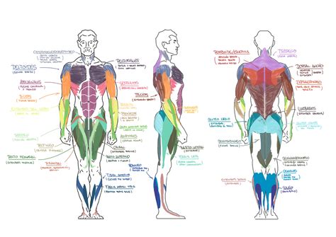 Esquema anatómico de la figura humana