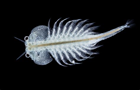 Imagen de artemia salina (Sea Monkey)