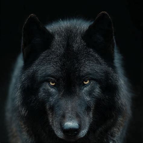 Lobo en acción en los cómics