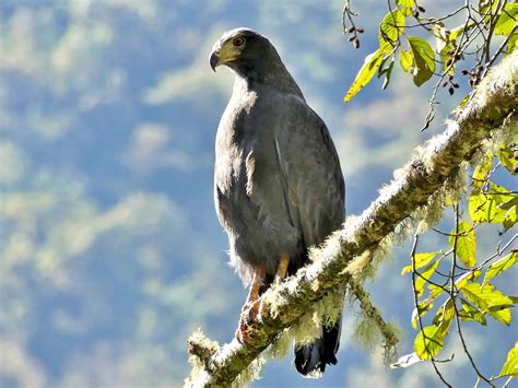 Niño Águila Solitaria junto a su águila adoptiva