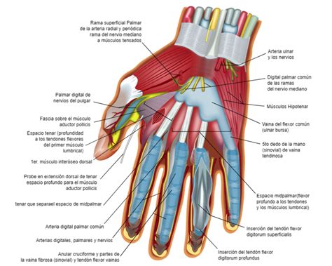 Detalle de la palma de la mano y su estructura simplificada