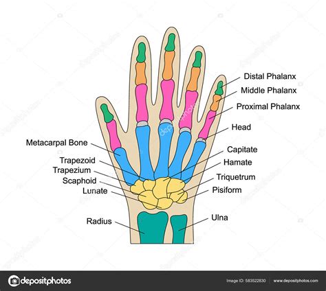 Estructura básica de la mano con formas geométricas