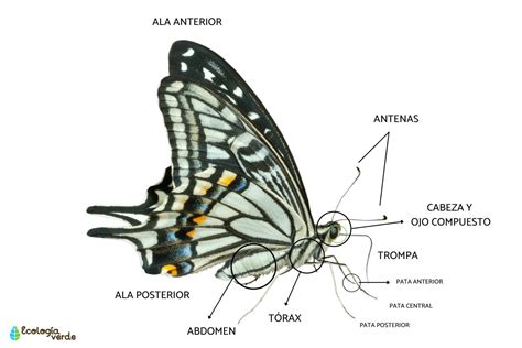Microscopio mostrando la estructura de las alas de mariposa transparente