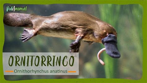 Ornitorrinco mostrando su peculiar aspecto