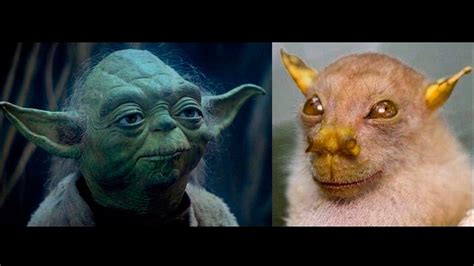 Murciélago Yoda