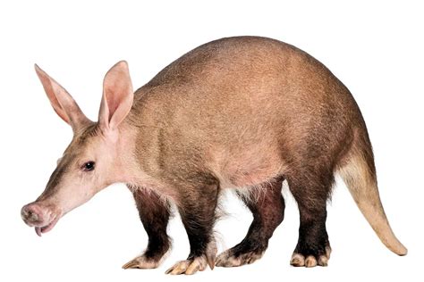 Cerdo hormiguero con orejas de conejo