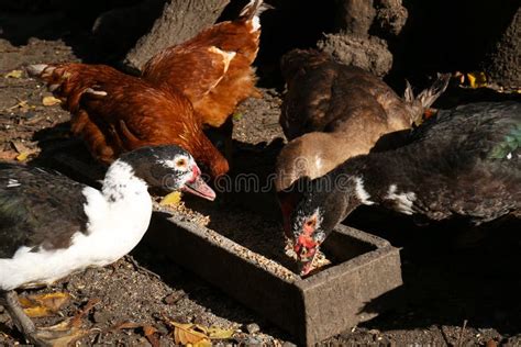 Dos patos pachón alimentándose en círculo