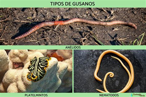 Representación visual de gusanos o una plaga interior