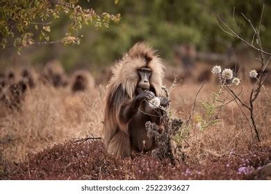 Esqueleto de Theropithecus gelada en su hábitat natural en Etiopía
