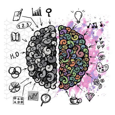 Ilustración de un cerebro dividido en dos hemisferios con conexiones creativas