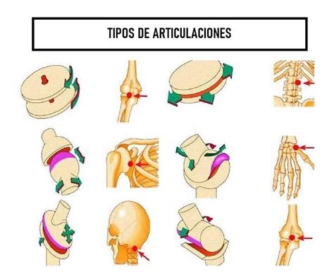 Detalle de las articulaciones y sus orificios.