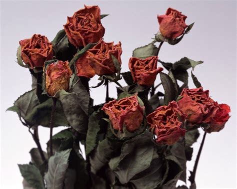 Ejemplo de arte con gammas fríos y flores marchitas