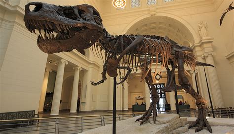 Interior de un museo de paleontología con fósiles de dinosaurios