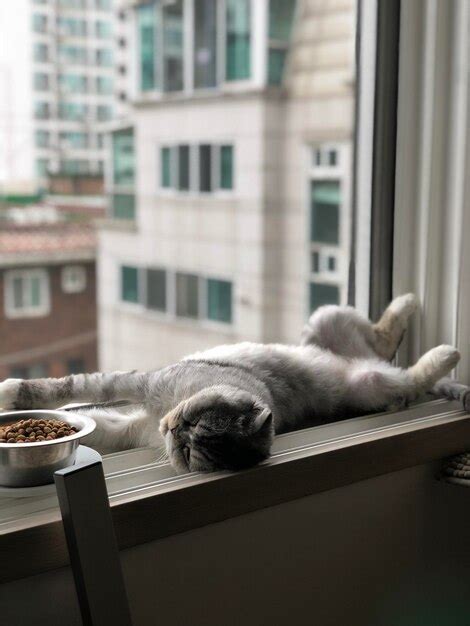 Gato durmiendo en ropa planchada