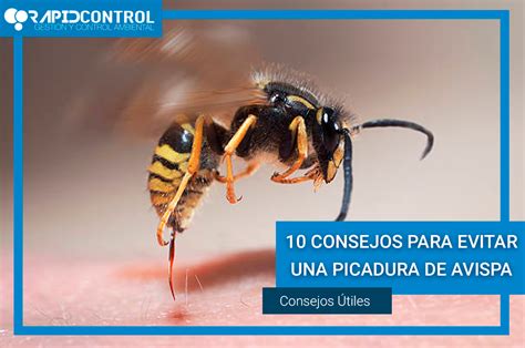 La Avispa en peligro