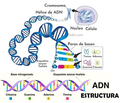 Diagrama de la creación de X-23 a partir del ADN de Wolverine y Sarah Kinney