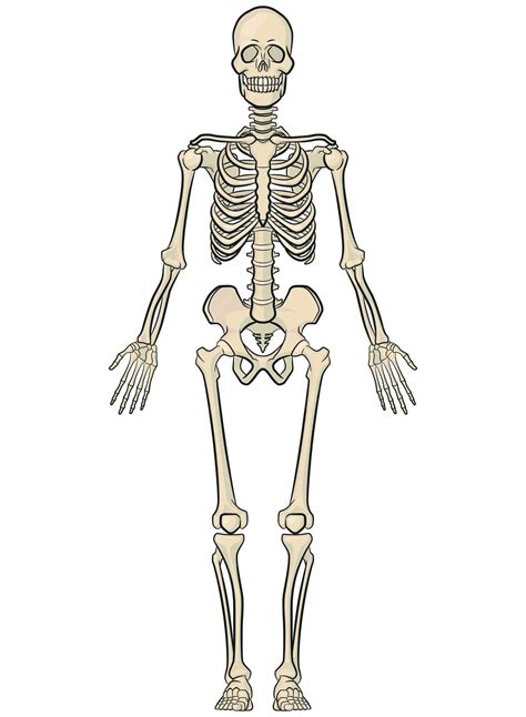 Esqueleto humano con número de huesos