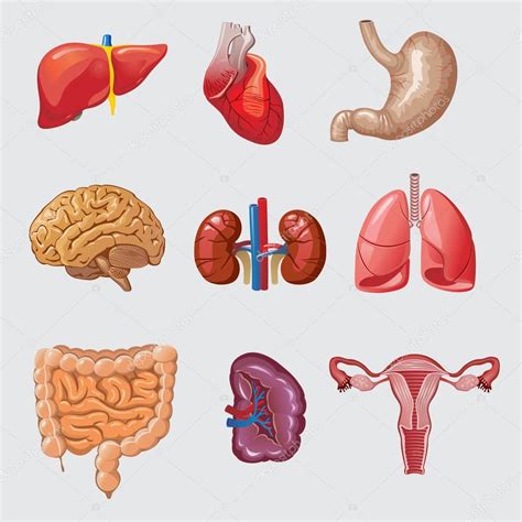 Ilustración de órganos del cuerpo humano personificados