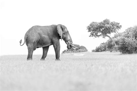 Fotografía en blanco y negro de dos ositos jugando en la naturaleza