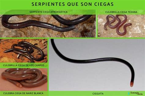 Uso del color en Las Serpientes Ciegas