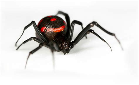 Viuda Negra en una pose de acción dinámica