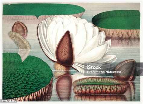 Detalle de ilustración de Nenúfares Negros mostrando el estilo pictórico