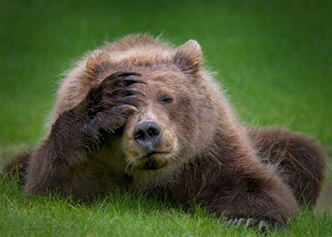 Animales graciosos en situaciones cómicas