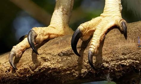 Primer plano de las alas y garras de Ave de Muerte