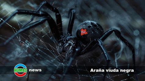 Armas y Gadgets de la Araña Negra