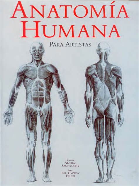 Diagrama de anatomía humana para artistas