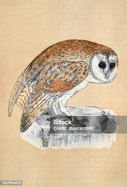 Ilustración de Tyto Alba