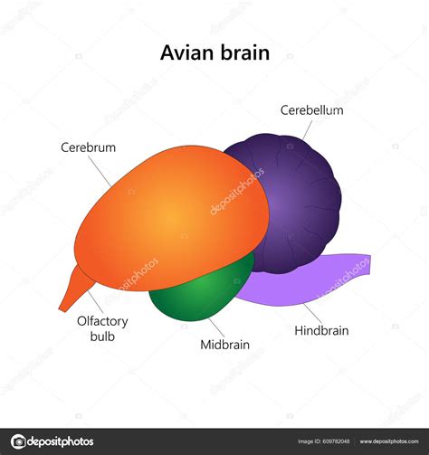 Diagrama de la anatomía aviar adaptada del Búho
