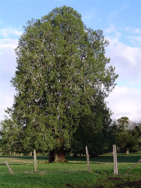 Dafne transformándose en un árbol de laurel