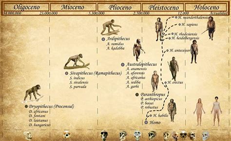 Ilustración de las diferentes especies humanas hace 50.000 años