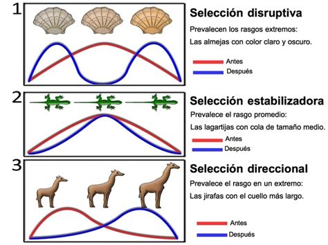 Diagrama de la selección natural